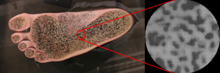 Transition award to gain a new perspective: from neuroscience to biomechanics - Luke Cleland