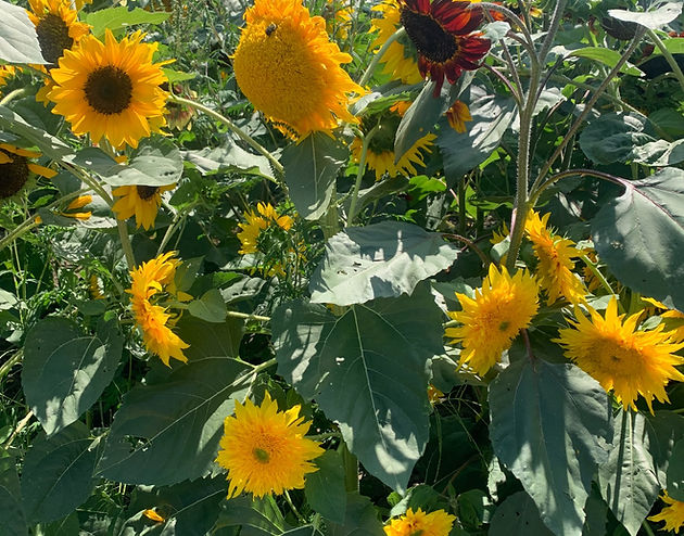 Colorful sunflower field at Theut’s Flower Barn Sunflower Festival in Richmond, Michigan