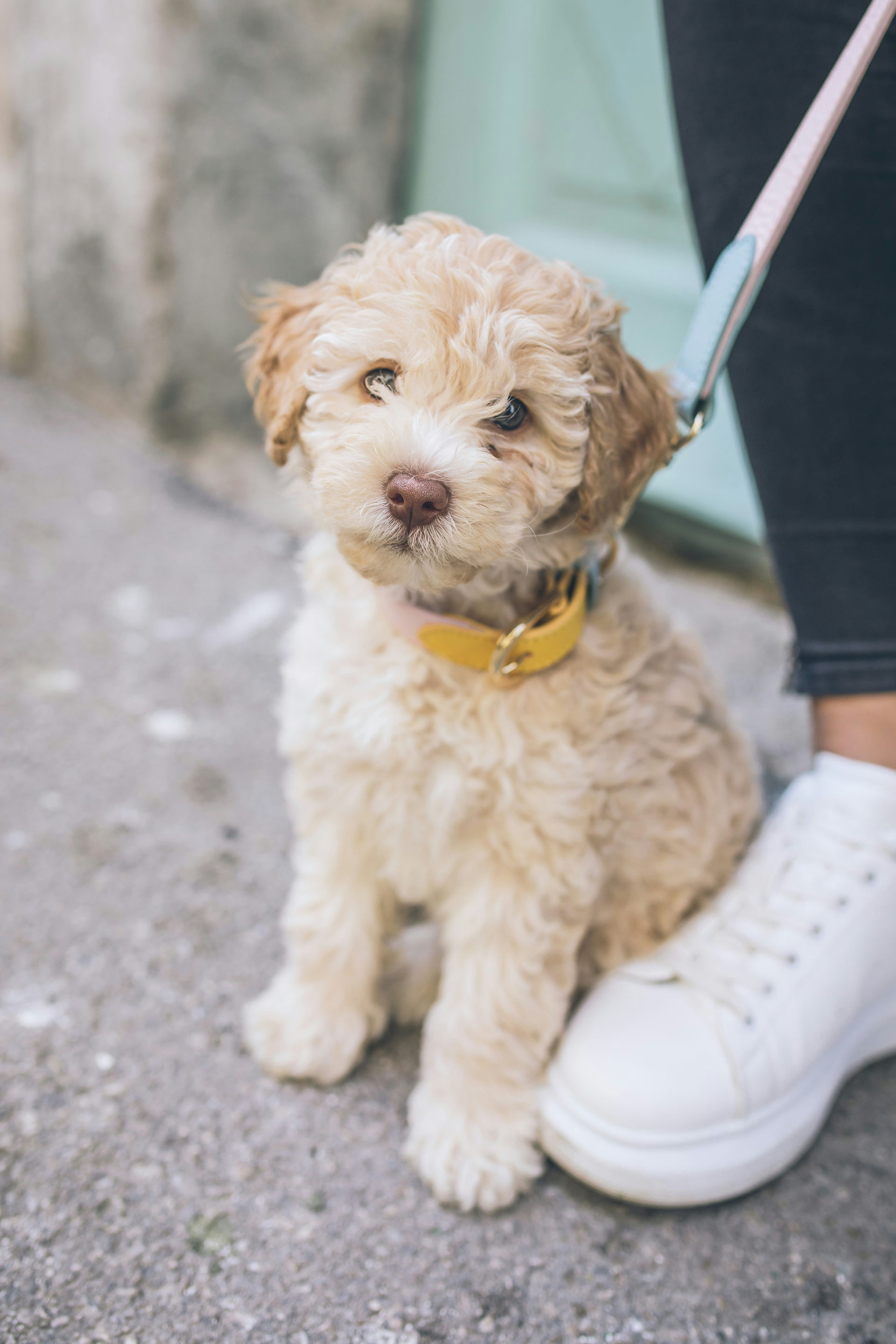 Dog on a leash