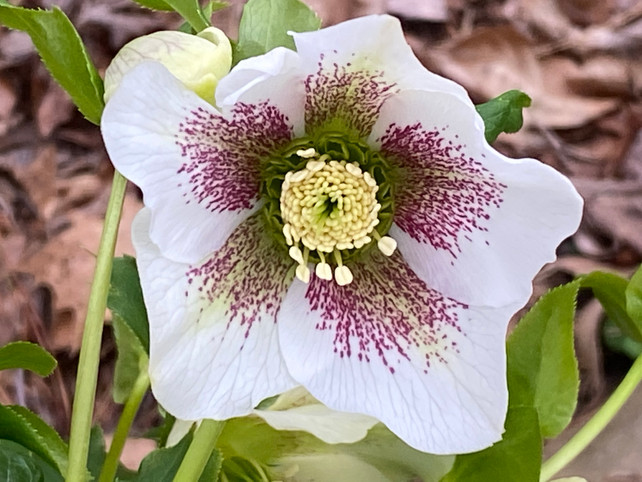 everything flowers from within