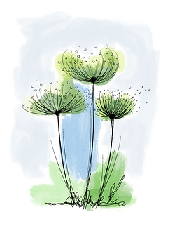 Dandelion clocks.png