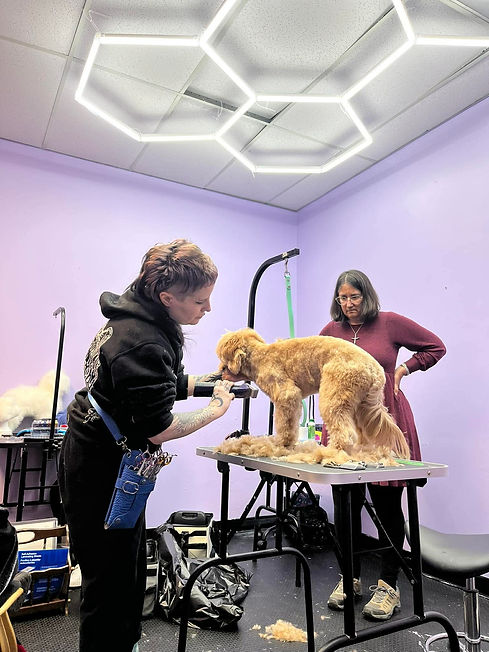 dog grooming training.jpeg