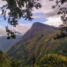 Forest Hill Tee aus Sri Lanka 
