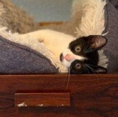 2025-11-30 Junior Mint2.jpg