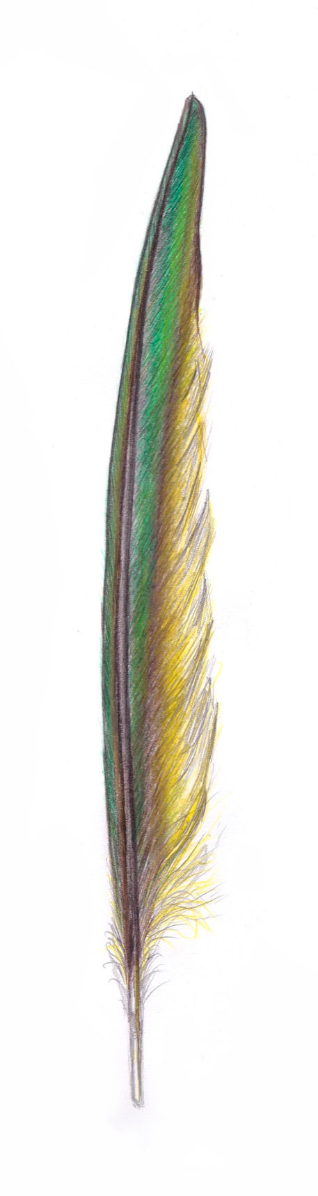 Harrysbird .jpeg