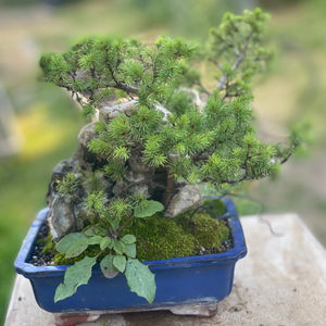 Norway spruce on a rock