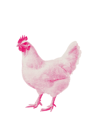 half tone poule - rose
