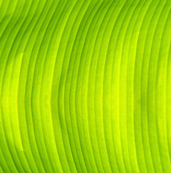 Green Banana Leaf