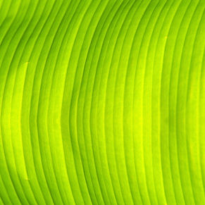 Green Banana Leaf Texture