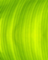 Green Banana Leaf Texture