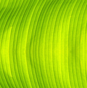 Green Banana Leaf Texture