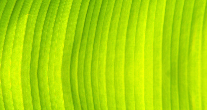 Green Banana Leaf Texture