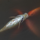 FishFarm_Thailand_MKurokawa_20211018-4655.jpg