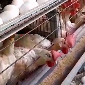 The Harsh Reality Behind Colombia’s Sweet Treats: NGO Exposes Widespread Animal Cruelty at Ramo Chicken Farm