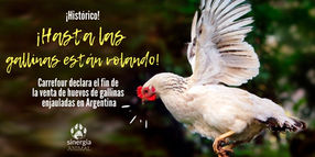Carrefour es el primer supermercado argentino en adoptar política de huevos libres de jaulas