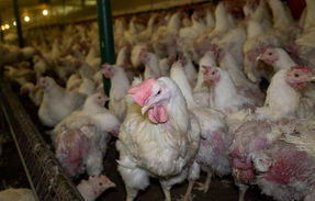ผู้เชี่ยวชาญเตือน ไวรัสชนิดใหม่จากฟาร์มไก่อาจคร่าชีวิตมนุษย์กว่าครึ่งโลก