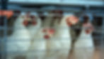 DSC_5881 editada.jpg