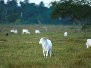 17% das exportações de carne da Amazônia e Cerrado para a UE vêm de desmatamento ilegal