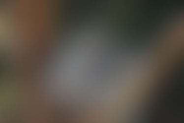 Estamos en un proceso de extinción masiva, y estas son las causas