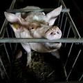 gestation crates 1.jpg