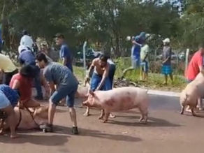Caminhão tomba com 160 porcos e animais são brutalmente saqueados
