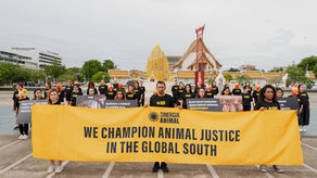 Sinergia Animal remains an ACE-recommended charity - for the seventh year in a row