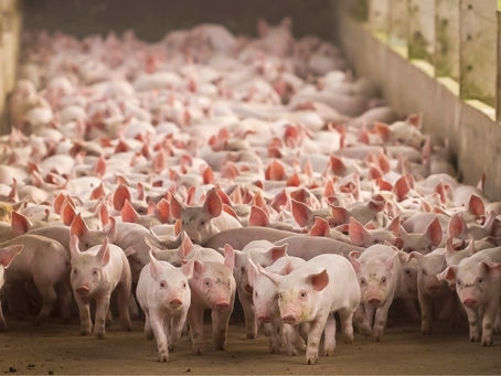 Porcos em fazenda de produção