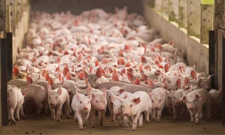Porcos em fazenda de produção