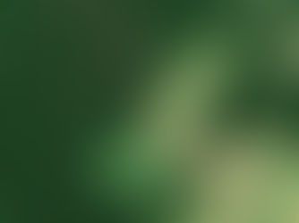 NGO highlights the importance of rainforests to prevent pandemics