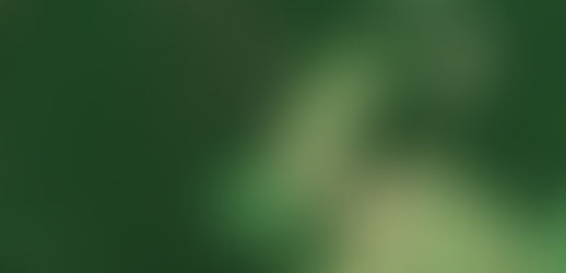 En el Día Mundial de la Selva Tropical, ONG advierte sobre la importancia de este ecosistema para pr