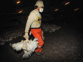 New UN report links increasing demand for animal products to future pandemics