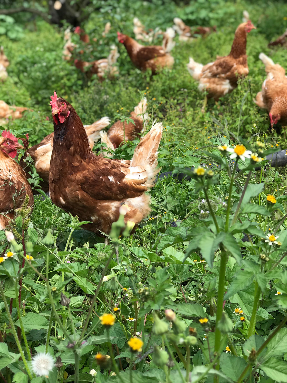 hens-land.jpg