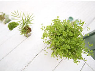 観葉植物