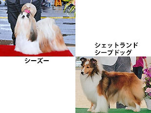 シーズー