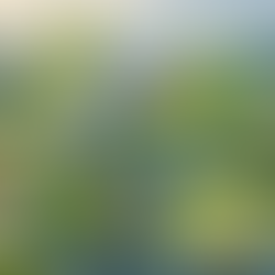 From Michoacán to Texas: SUNNY MIST's Blueberry Expansion Story