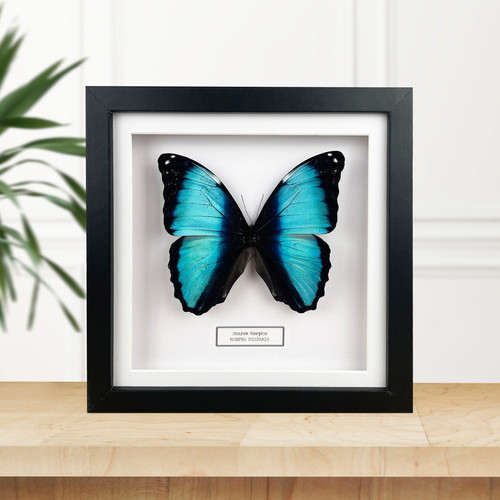 Scarce Morpho (Morpho deidamia) Handmade Box Frame | DeadSet Co.