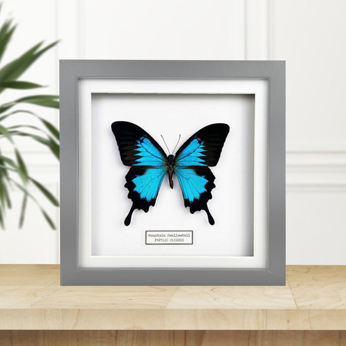 版画 SWALLOWTAIL BUTTERFLY file.jpg