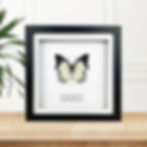 Nawab Butterfly in a Black Frame