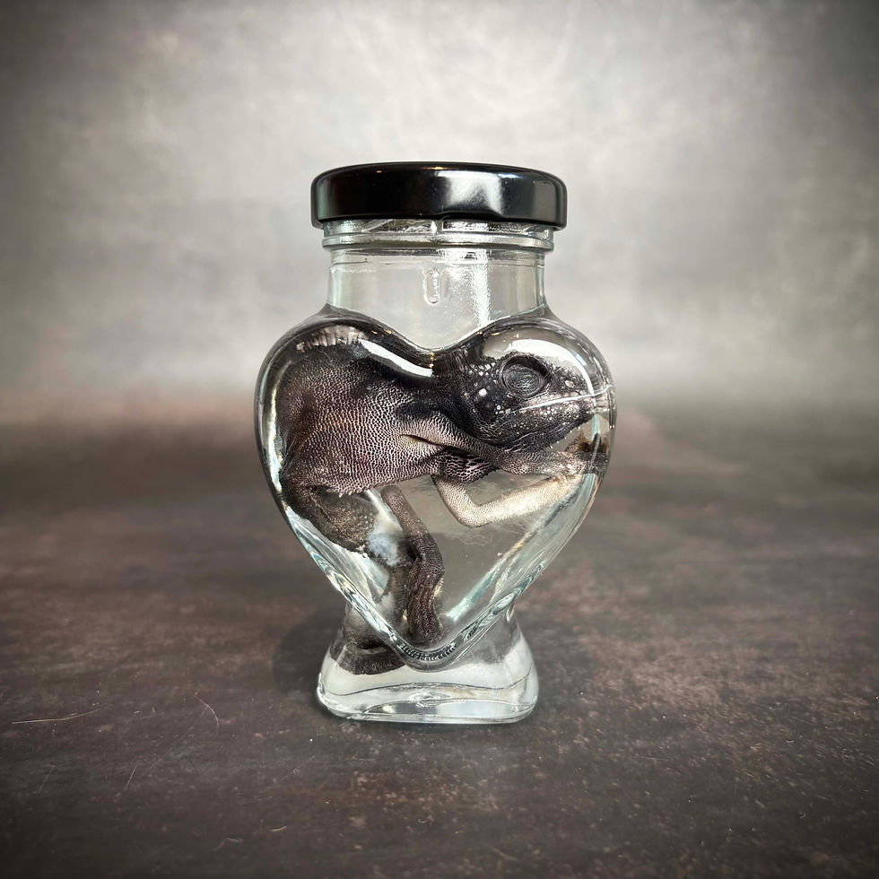 Baby Chameleon in a Heart Jar Wet Specimen