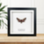 Eyed Hawk Moth in a Black Frame