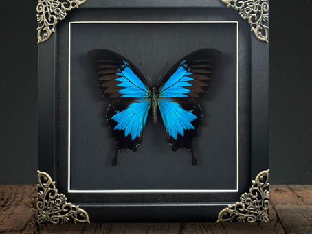 mountain swallowtail frame
