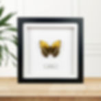 Thumbnail: Yellow Glider (Cymothoe egesta) Handmade Butterfly Box Frame