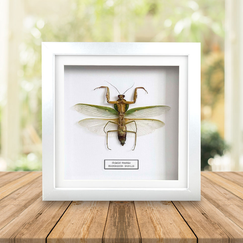 Thumbnail: Shield Mantis (Rhombodera basalis) Handmade Box Frame