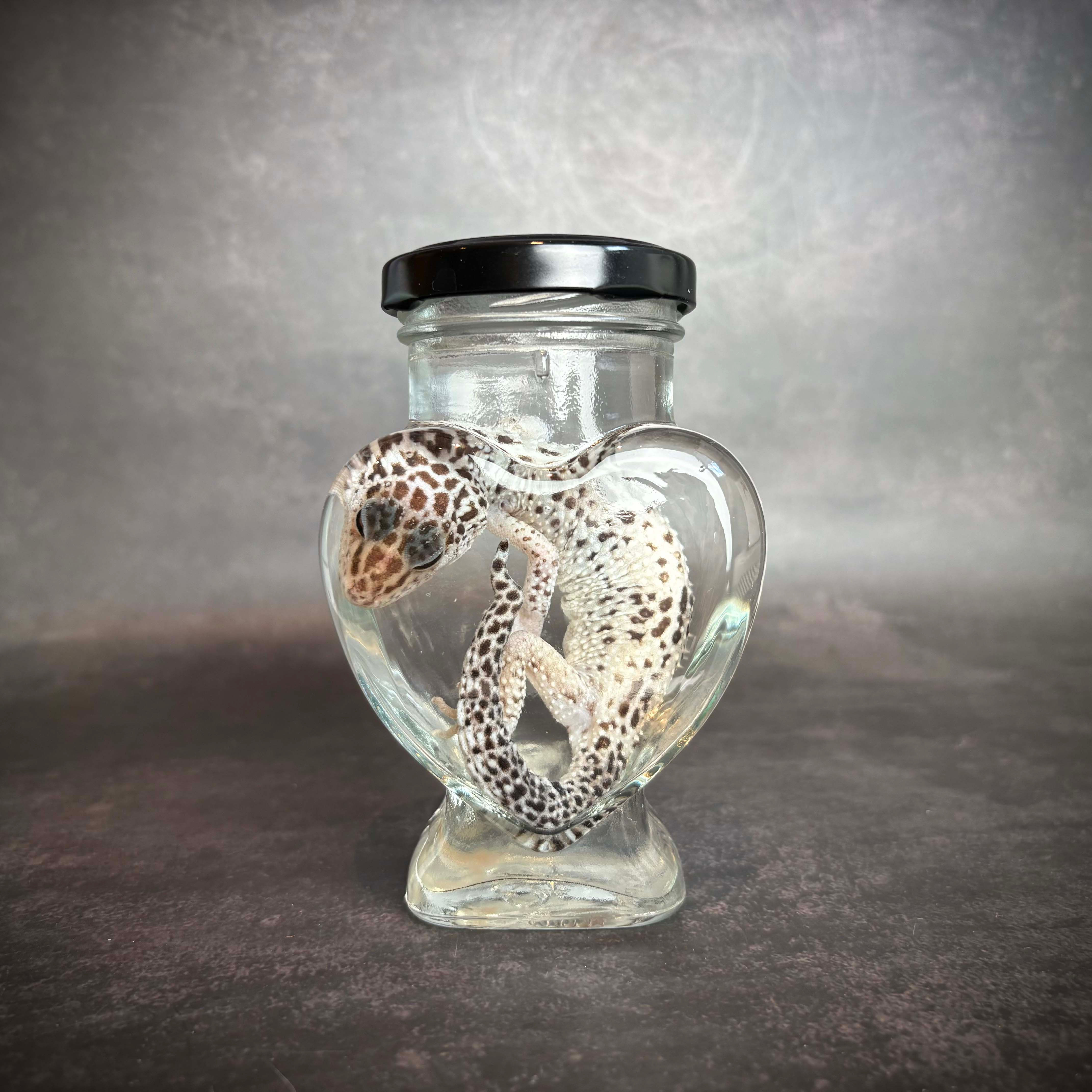 Leopard Gecko in a Heart Jar Wet Specimen