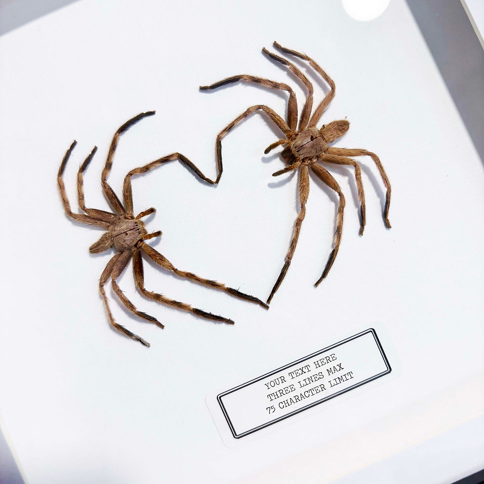 Thumbnail: 'Spider Love' (Huntsman Spider) Handmade Box Frame