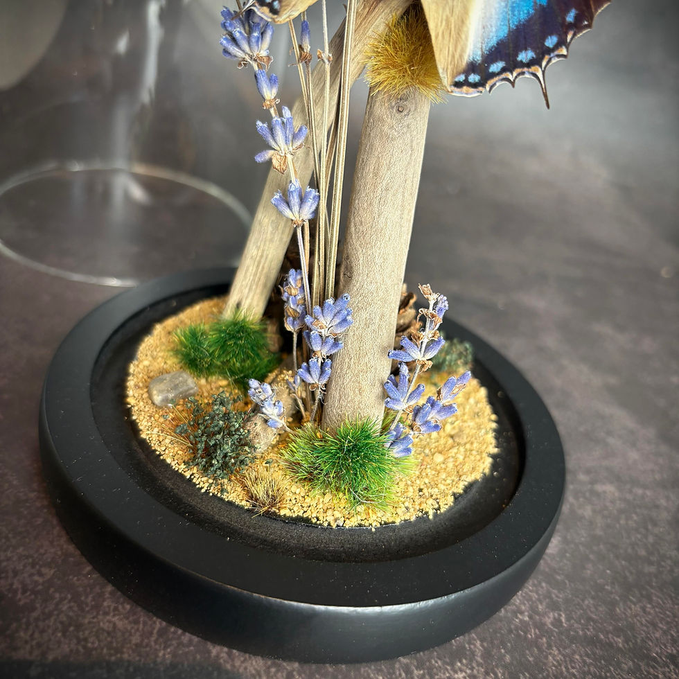 Thumbnail: Blue Spotted Emperor in a Glass dome with natural decor