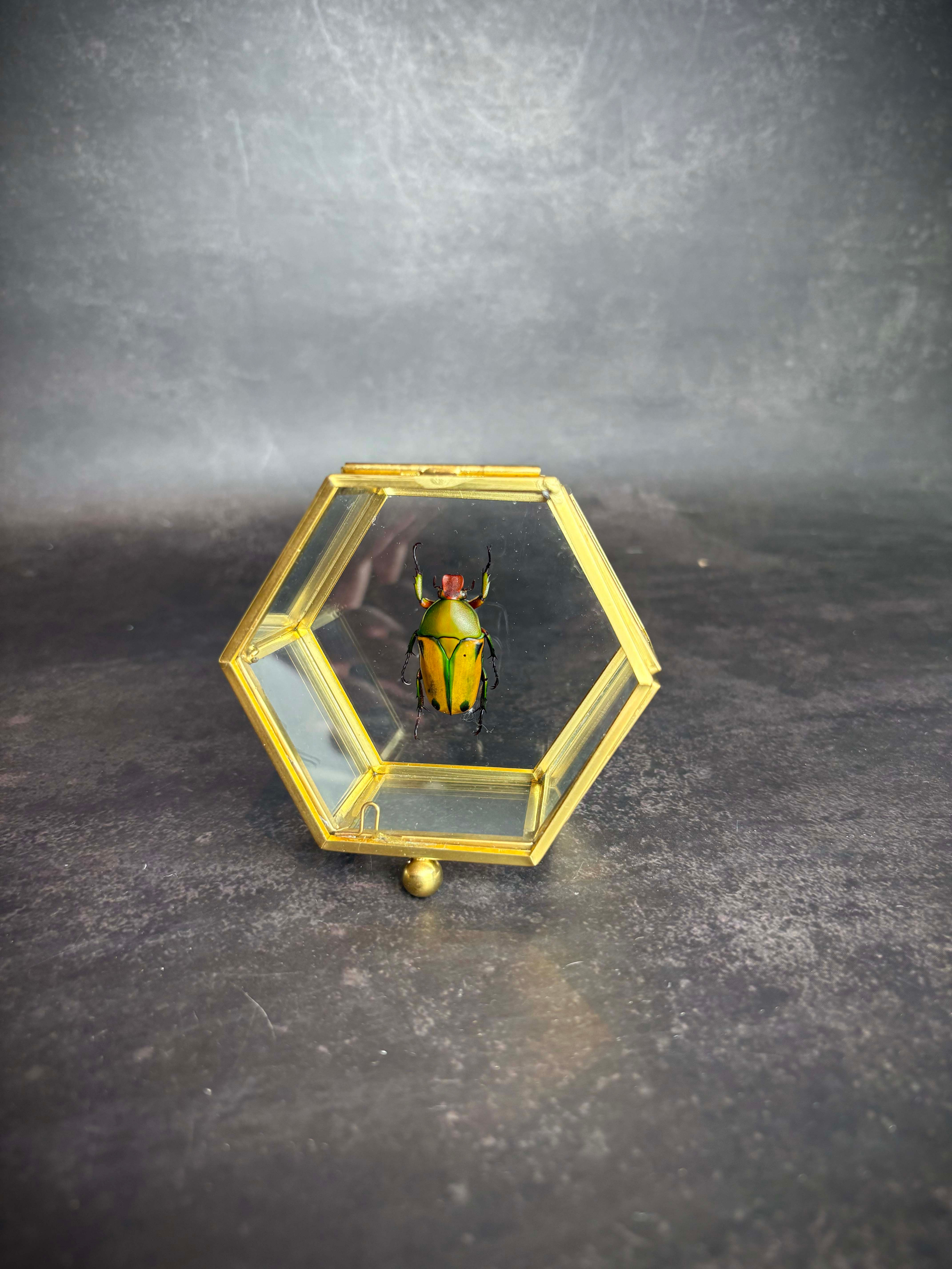 Eudicella Beetle encased in a gold hexagon display case