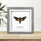 Thumbnail: Deaths Head Hawk Moth (Acherontia atropos) Handmade Box Frame