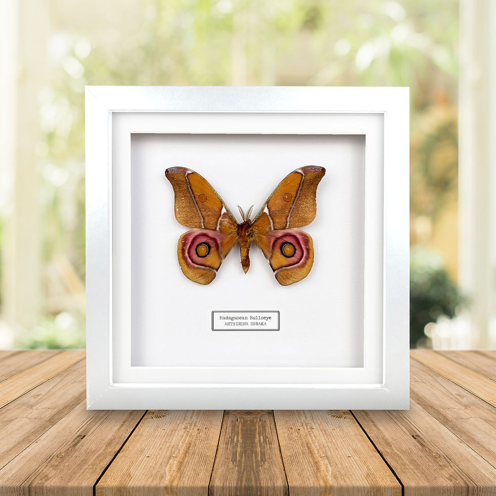 Thumbnail: Madagascan Bullseye Moth in a White Frame