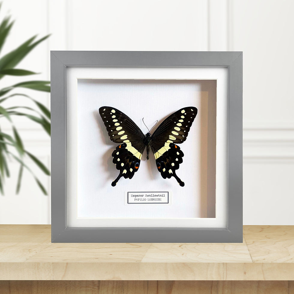 Thumbnail: Emperor Swallowtail (Papilio lormieri) Handmade Box Frame